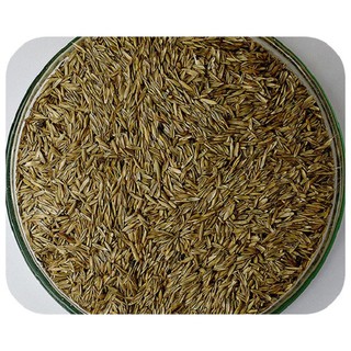 Azevem Anual, para pastagens de inverno - 1 kg de sementes