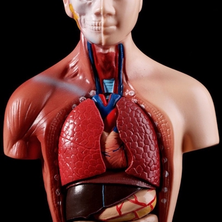 Modelo Corpo Se Humana Torso Anatomy Anatômico Médica Organs Interna Para Ensino (3)