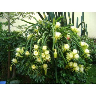 Sementes de Pitaya para plantio de Mudas (5)