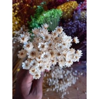 Flor sempre viva branca, kit com 400 flores secas na cor natural