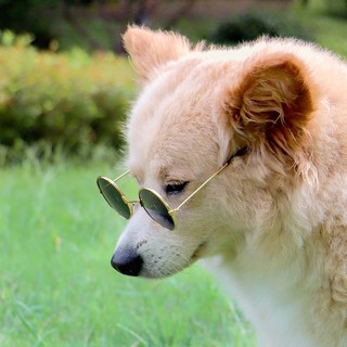 Óculos para Pets , 11cm (1)