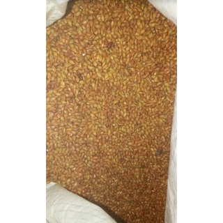 5 kg Semente de vassouras Caipira graúda e abanada