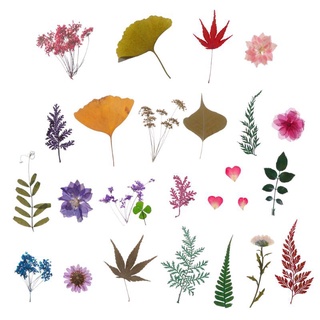 Flores1 Mistura De Flores Folhas De Espécimes Para Enchimento De Resina Epóxi / Joias (6)