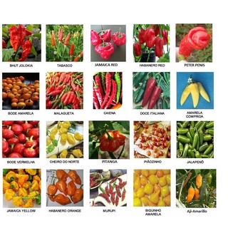 Sementes de Pimentas p/ plantio disponivel 20 especies raras , exoticas e ardidas - escolha qual deseja (30 sementes cada)