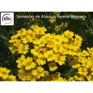 Sementes Alyssum Perene Amarelo (Flores) - Promoção EBI !!!