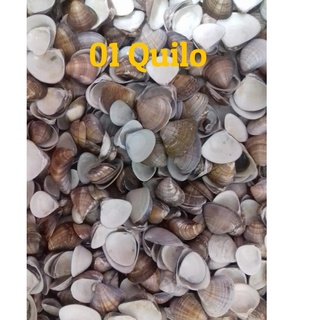 01kg Conchas do Mar - Conchinhas de Praia - Conchas Naturais - Conchas Marinhas - 01 Quilo