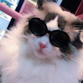 Fallforbeauty1 Rodada Fotos Props Pet Produtos Para Pequeno Gato Pet Óculos Pet Accessoires Gato Óculos De Sol Óculos De Sol Do Gato (8)