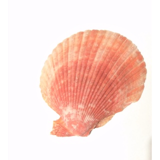 Concha Shell Natural