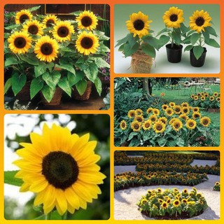 Sementes de Girassol Amarelo Anão de Jardim Flores Comestiveis 5 Sementes