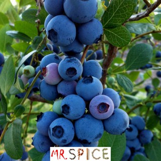 Sementes de Mirtilo Blueberry Variedade para Clima Quente