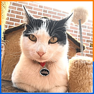 Placa de Identificação Pet com Coleira Plaquinha Pingente personalizada Cachorro Cão Gato (7)
