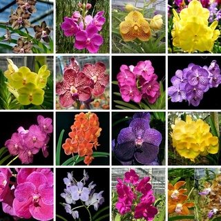 100 Sementes Orquídeas - Raras e Exóticas - MIX de Sementes Flores (1)