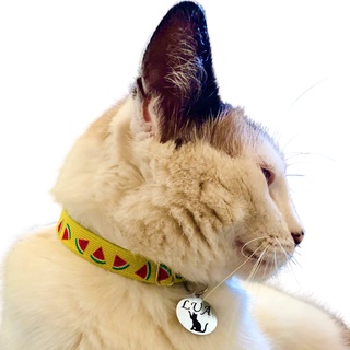 Coleira para gato com pingente personalizada anti enforcamento elástico
