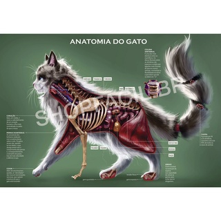 Mapa Anatomia Veterinária Pet Corpo do Gato Felino