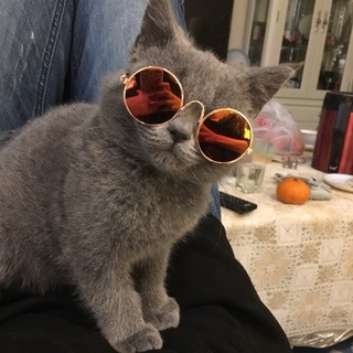 Pet Gato Óculos De Sol Óculos De Sol Do Cão Personalidade Engraçado Headwear Pet Acessórios Tendência Mini Revestido Óculos Moda Pet Acessórios