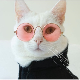 Óculos para Gato. (6)