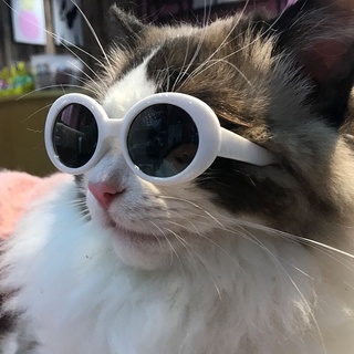 Fallforbeauty1 Rodada Fotos Props Pet Produtos Para Pequeno Gato Pet Óculos Pet Accessoires Gato Óculos De Sol Óculos De Sol Do Gato (4)