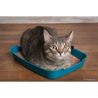 2 pacotes Areia higienica miau cat, Areia Para Gato (2)