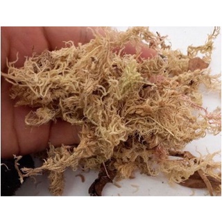 1 L de Musgo Esfagno/Sphagnum Substrato para Orquídeas (1)