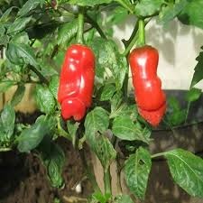 Sementes de Pimenta Peter Penis Hot Pepper Exótica Vasos eJardim 70 Sementes (4)