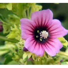 Semente de Lavatera Flor-Do-Bíspo Sortída Jardins Vasos Flores (4)