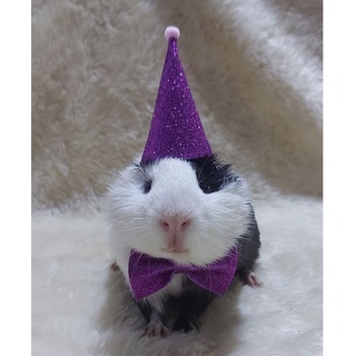 Chapéu Pet Aniversário roedor Porquinho da Índia + Laço Gravata (4)
