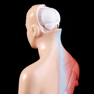Modelo Corpo Se Humana Torso Anatomy Anatômico Médica Organs Interna Para Ensino (8)