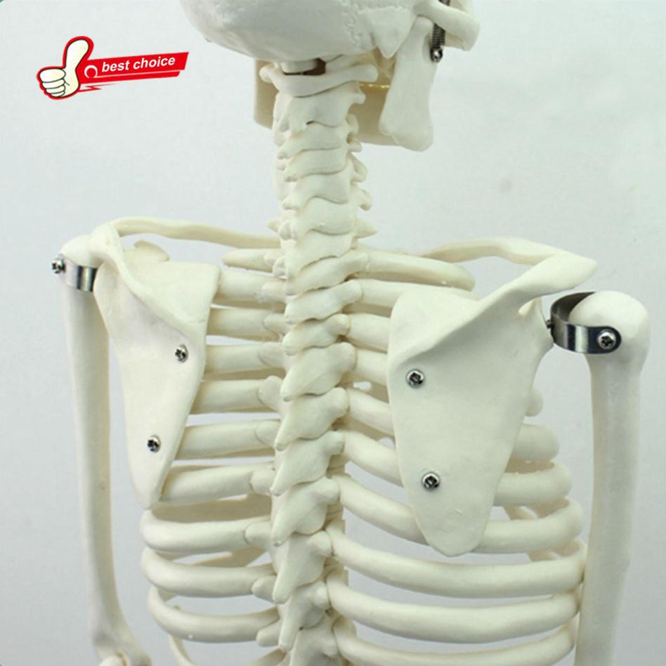 🔥 Corpo Inteiro PVC 45 Cm Anatomy Humano Esqueleto Modelo Ensino Médica Escola & Escritório Uso (6)
