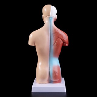 Modelo Corpo Se Humana Torso Anatomy Anatômico Médica Organs Interna Para Ensino (9)