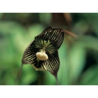 30 sementes orquídea cara de macaco p Mudas casos jardim decoração (3)