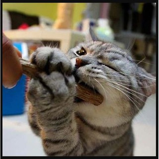 Vara Catnip Matatabi Limpa Dentes - Deixa o Gato Feliz (1)