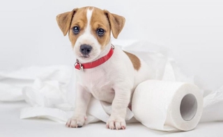 Kit Educador Xixi Sim e Xixi Não Educador Sanitário Club Pet Cães 500ml para ensinar cachorro Atacado (2)