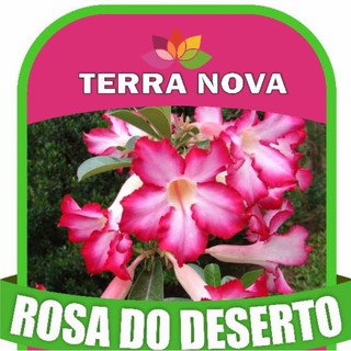 Substrato para Rosa do Deserto 3kg Terra Nova