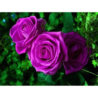 10 Sementes De Rosa Roxa - Rosas Raras (2)