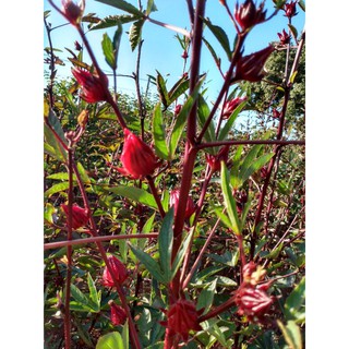 Semente de hibisco sabdarrifa/ vinagreira /quiabo roxo.