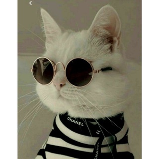 Óculos para Gato. (9)