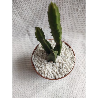 500 Gramas de Pedrinha Branca Nº1 (Pedra, Pedrisco) Decorativa para vasos de suculenta e cactos e plantas em geral - jardim e aquário (2)