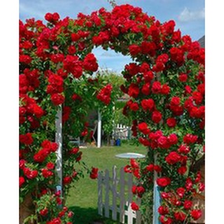 300 sementes de rosas trepadeiras escarlate vermelhas ENVIO EXPRESSO