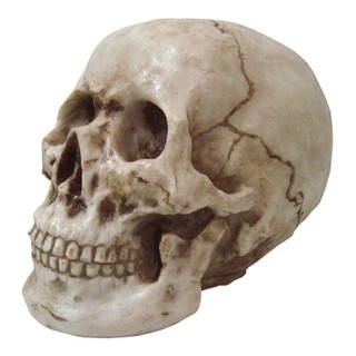 Cranio Caveira Grande Tamanho Real Em Resina Decorativo (1)