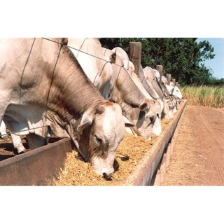 Farelo De Trigo Para Nutrição Animal E Para Adubo - 1 Kg