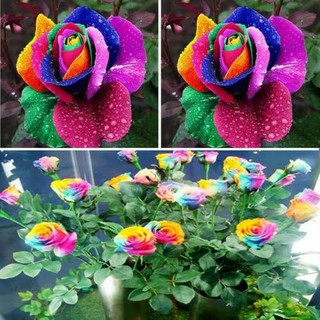50 sementes flor raras rosa raras flor comercializada arco íris flor linda comercializada p jardins interior exterior e + brindess