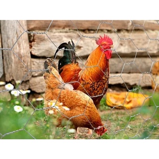 Telas para aves 1,80m galvanizada - proteção frangos poedeiras galinhas viveiro