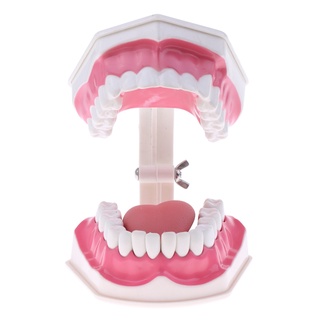 (Alta Qualidade) Modelo Dentes Dental Humano 2 Vezes C / Kit Para Estudos Removíveis - B